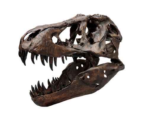 Nejznámější fosílie zahrnují především pozůstatky dinosaurů, včetně populárních rodů Triceratops, Tyrannosaurus a dalších (viz přehled níže).