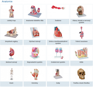 přehled anatomických modelů