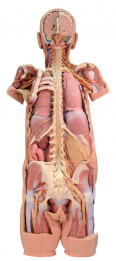 Anatomie 3D tisk