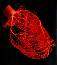 cévy srdce