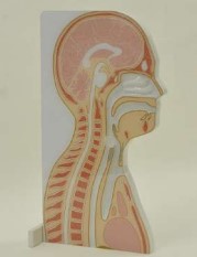 Nasopharyngeln simultor pro odbry vatovou tyinkou - Anatomick model v ezu 