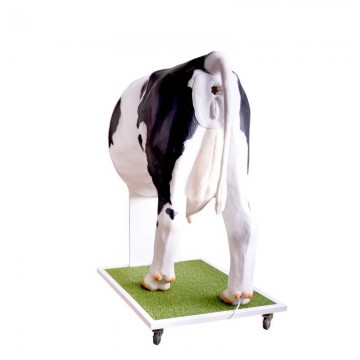 Kráva Emma - pokročilý simulátor pro inseminaci dobytka