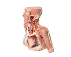 Anatomie 3D tisk