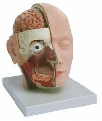 Hlava, mozek a nervov systm