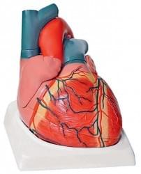 Srdce a kardiovaskulární systém