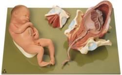 Porodnické modely