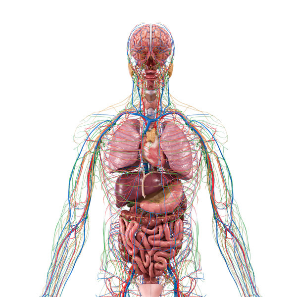 Human Anatomy VR 22 - Kompletn 3D VR anatomick atlas