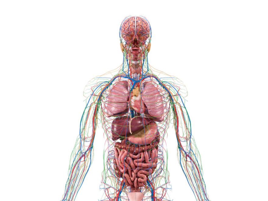 Human Anatomy VR 22 - Kompletn 3D VR anatomick atlas