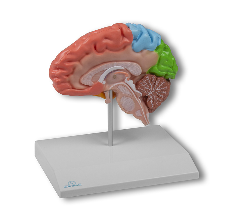 C921 - Model region poloviny mozku, ivotn velikost