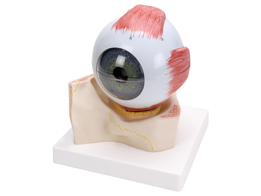 F11 - Model oka v kostnm onm dlku
