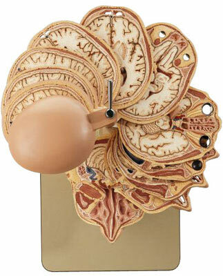 BS 5/5 - Anatomick model hlavy - prezy