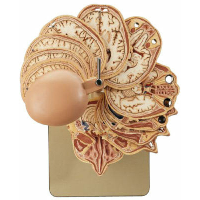 BS 5/5 - Anatomick model hlavy - prezy