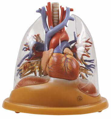 HS 8/2 - Stoln model srdce a plic