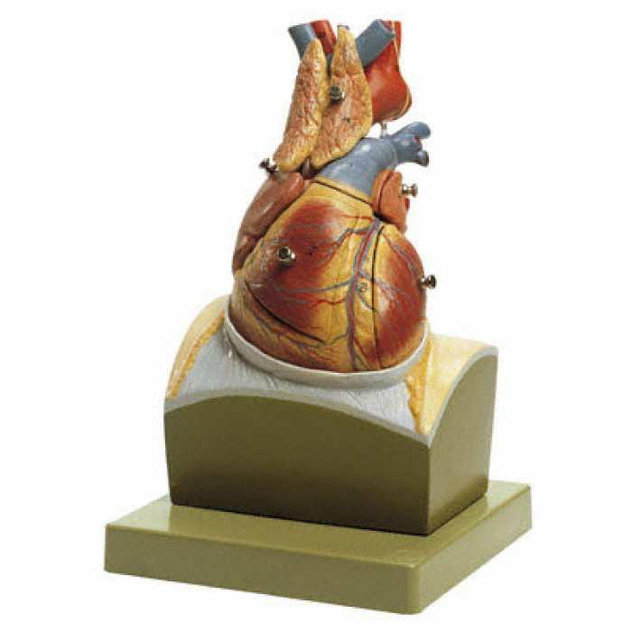 HS 22 - Srdce na podstavci ve tvaru brnice