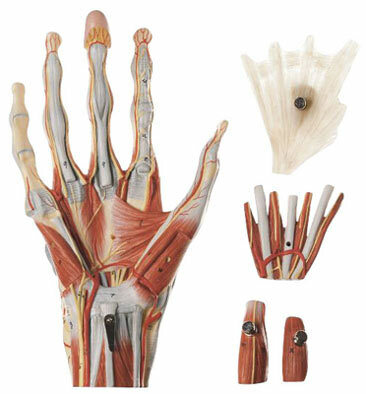 NS 13 - Chirurgick model ruky