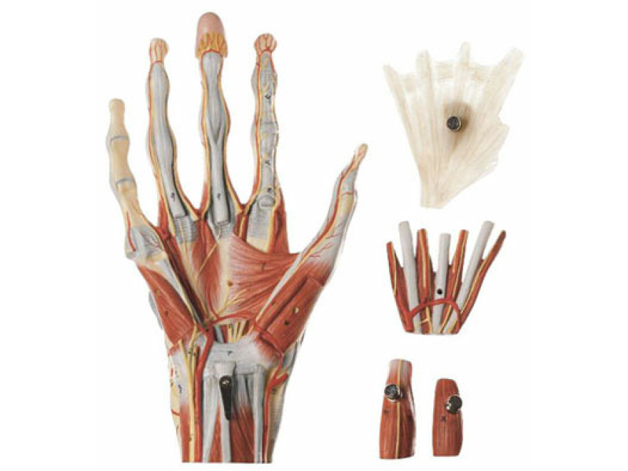 NS 13 - Chirurgick model ruky