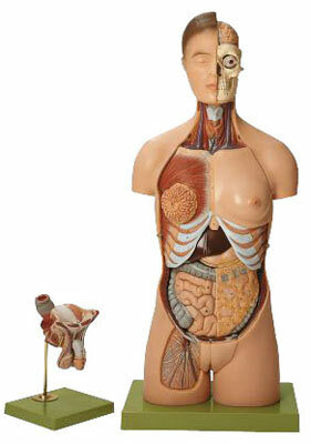 AS 4 - Lidsk trup, s hlavou a vymnitelnmi muskmi a enskmi pohlavnmi orgny