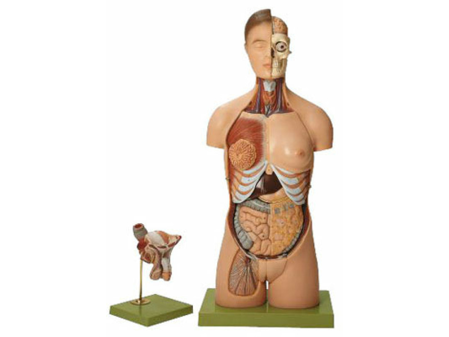 AS 4 - Lidsk trup, s hlavou a vymnitelnmi muskmi a enskmi pohlavnmi orgny