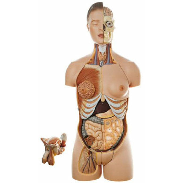 AS 4/1 - Lidsk trup, s hlavou a vymnitelnmi muskmi a enskmi pohlavnmi orgny