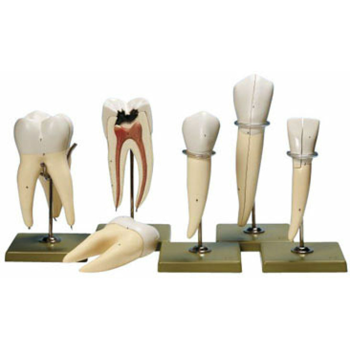 ES 11 - 5 model zub