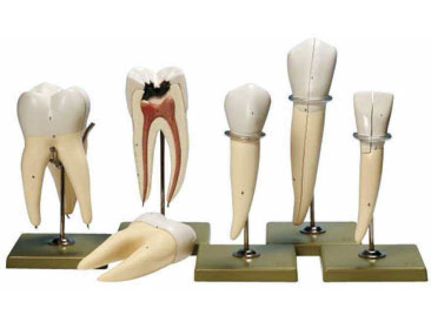 ES 11 - 5 modelů zubů