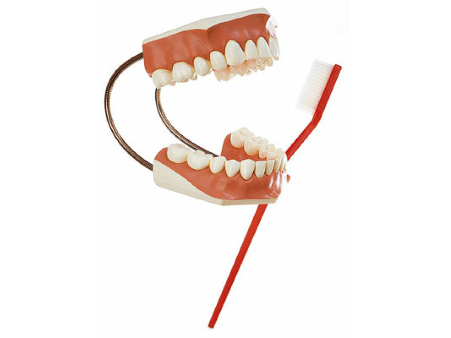 ES 22 - Model zubů - set