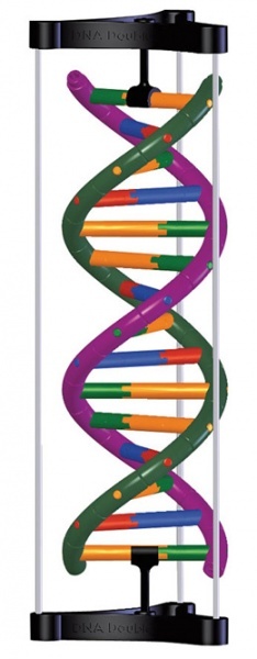 Model struktury dvojit roubovice DNA