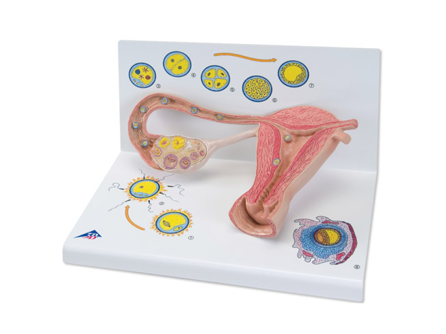 L01 - Model stdi oplodnn a vvoje embrya, 2 krt zvten