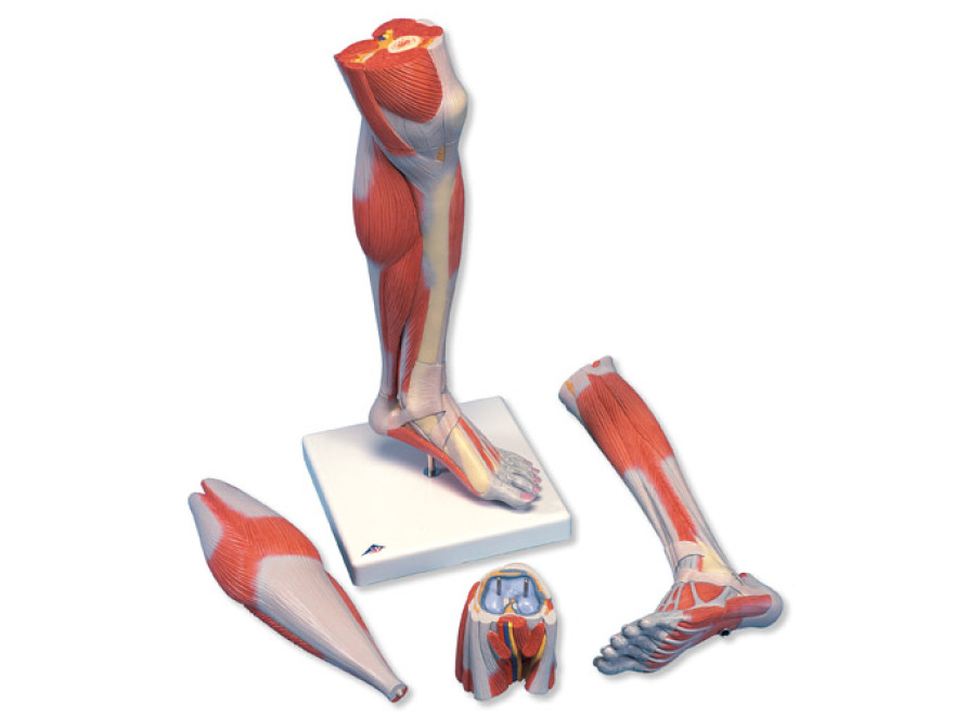 M22 - Model brce a kolena se svaly, 3 sti