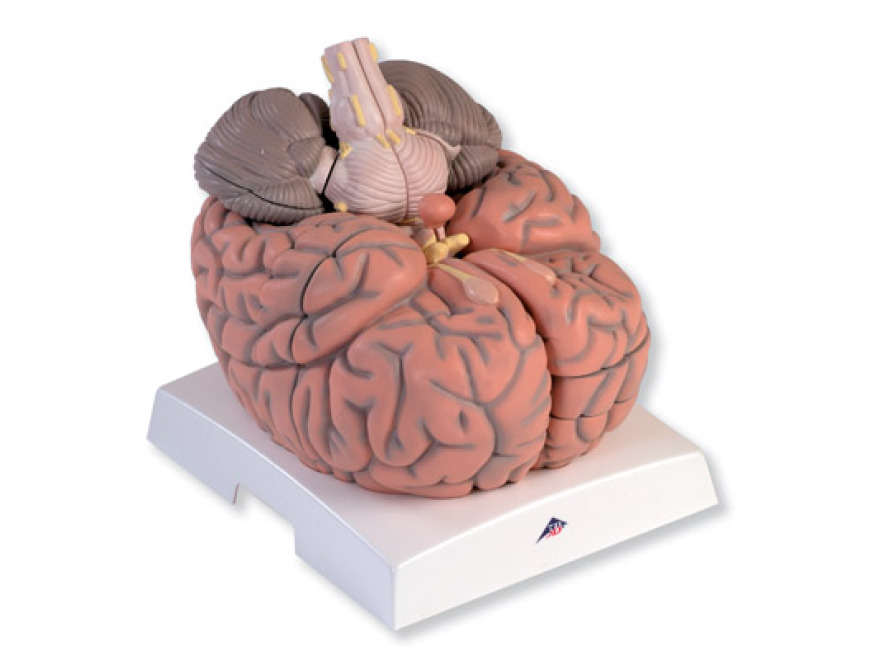 VH409 - Velký model mozku, 2,5 krát zvětšený, 14 částí