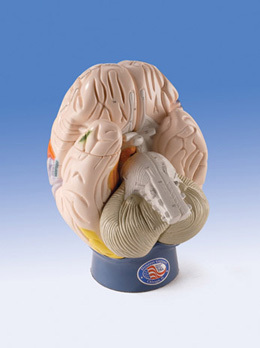 W42565 - Zvten model funknho centra mozku, 4 sti