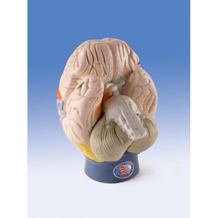 W42565 - Zvten model funknho centra mozku, 4 sti