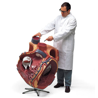 VD250 - Obří model srdce, 8 krát zvětšený
