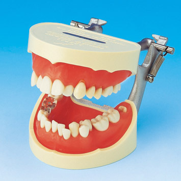 Model k demonstraci sprvnho itn zub PE-STP001