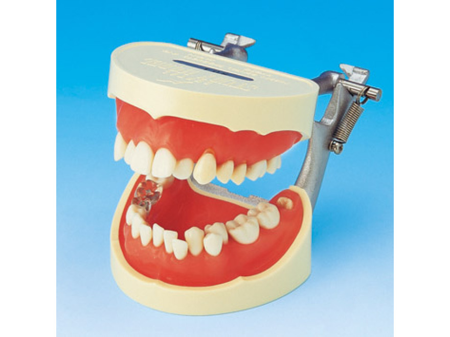Model k demonstraci správného čištění zubů PE-STP001