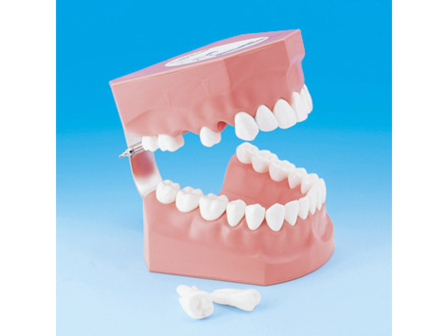 Model k demonstraci správného čištění zubů PE-STP002