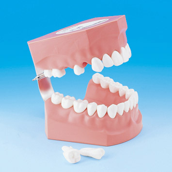 Model k demonstraci správného čištění zubů PE-STP002