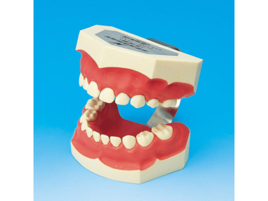 Model k demonstraci správného čištění zubů PE-STP003