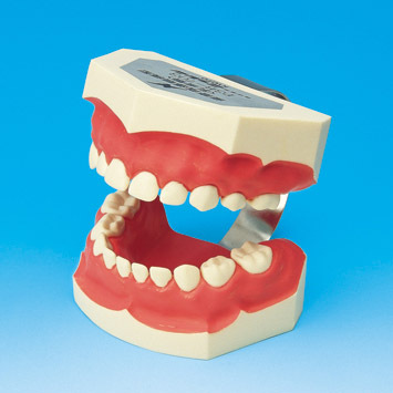 Model k demonstraci správného čištění zubů PE-STP003