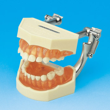 Model s odnmatelnmi zuby  mln chrup (dse z transparentnho rovho silikonu)