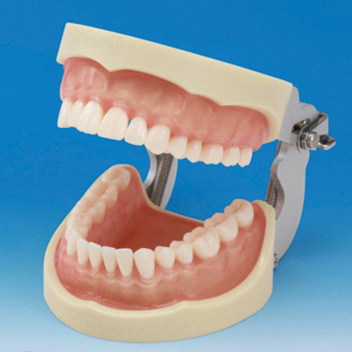 Model elisti s protetickou nhradou (32 zub) - transparentn rov dse