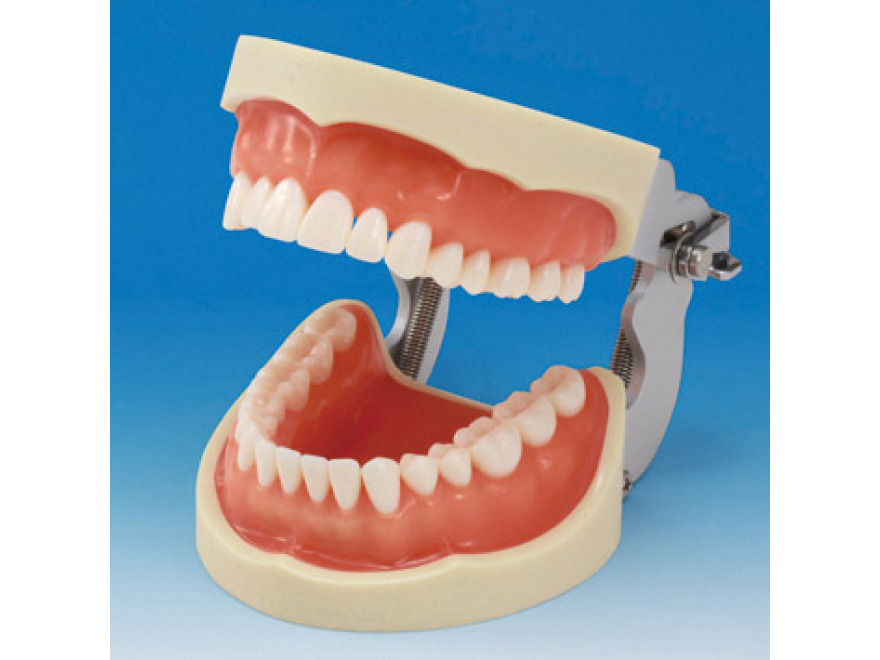 Model elisti s protetickou nhradou (32 zub) - dse pro silikonov otisk