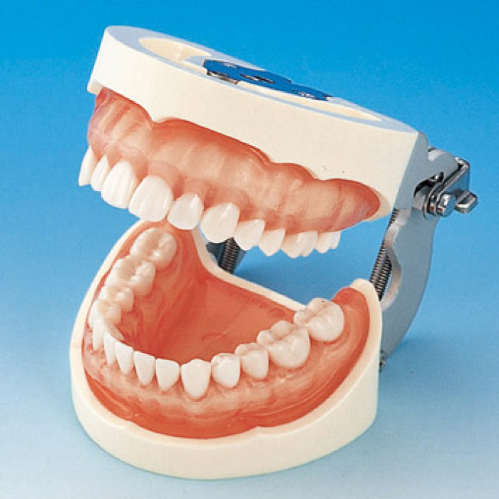 Model elisti s protetickou nhradou (28 zub) - rov transparentn dse