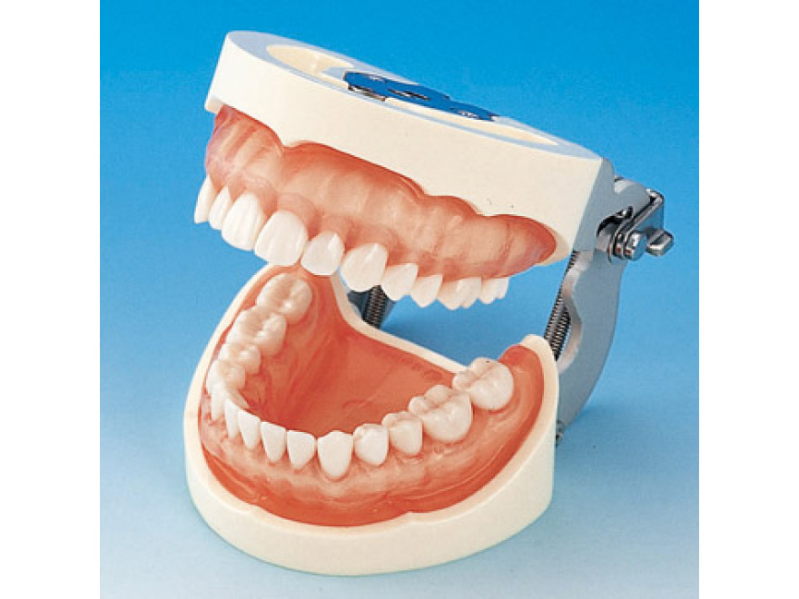 Model elisti s protetickou nhradou (28 zub) - rov transparentn dse