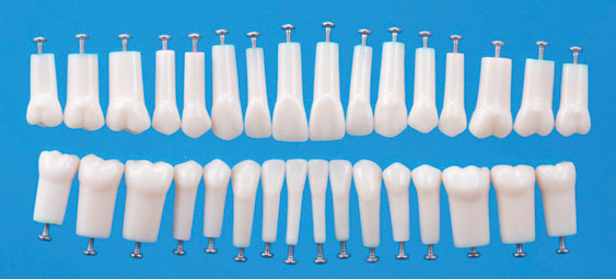 Nhradn modely stlch zub s jednm koenem (sada 28 zub)