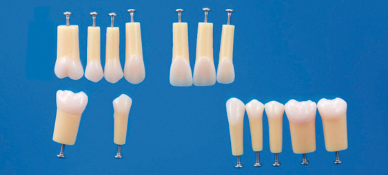 Dvouvrstv modely zub A20A-200 (sada 14 zub)