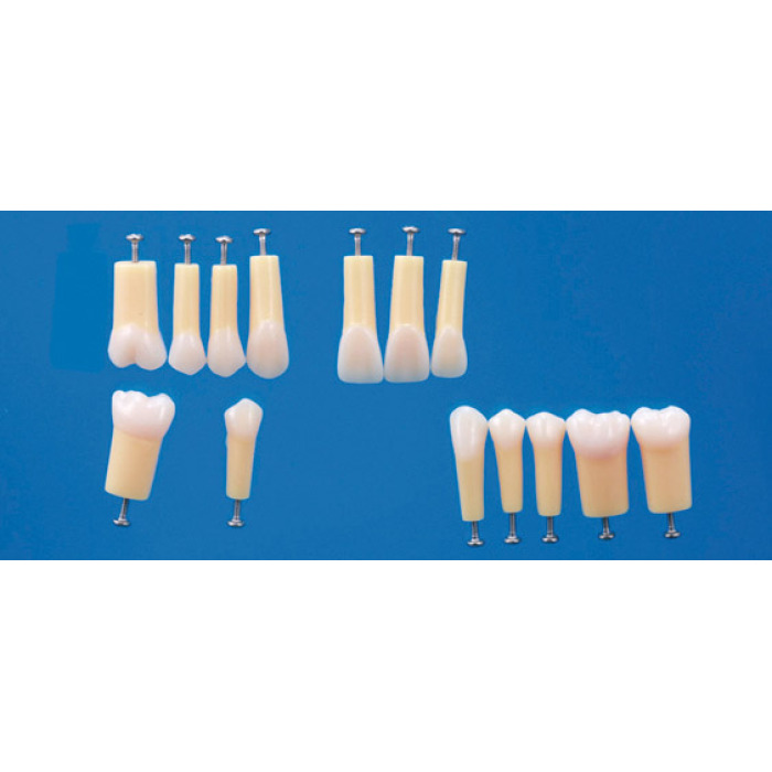Dvouvrstv modely zub A20A-200 (sada 14 zub)