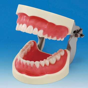 Model čelistí k nácviku odstraňování zubního kamene