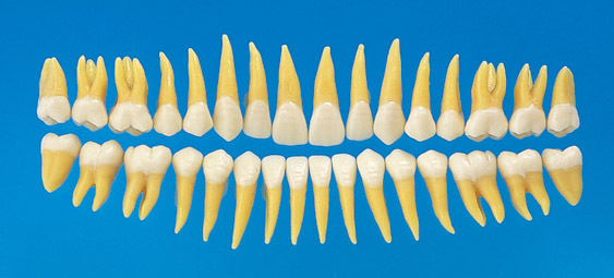 Anatomick model zubu B3-305 (sada 32 zub)