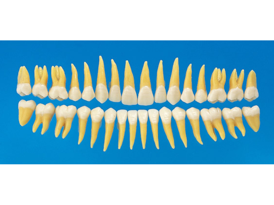 Anatomický model zubu B3-305 (sada 32 zubů)